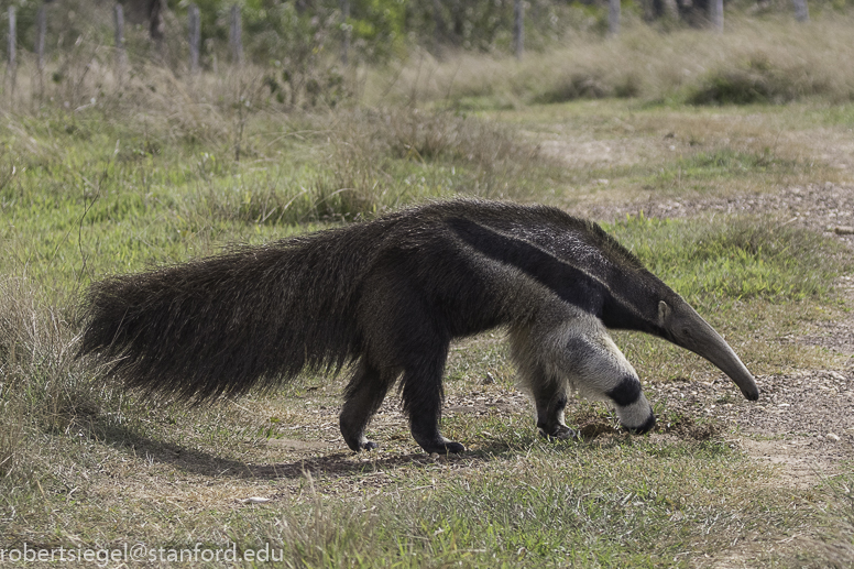 Giant anteater